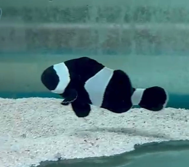 Darwin Black & White Clownfish Pair