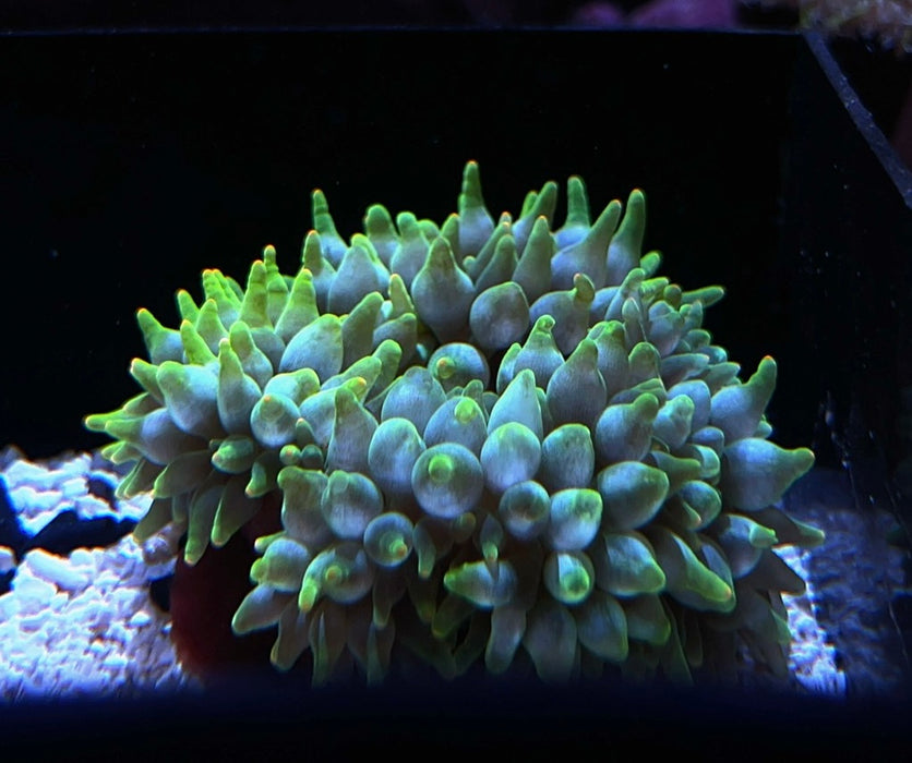 Green Bubble Tip Anemone