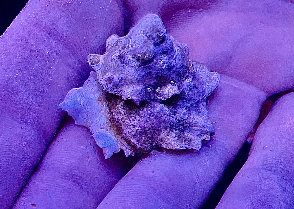 Astraea Snail