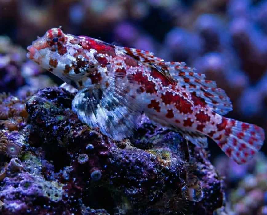 Red Scooter Dragonet