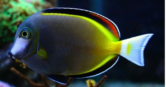 Powder Brown Tang