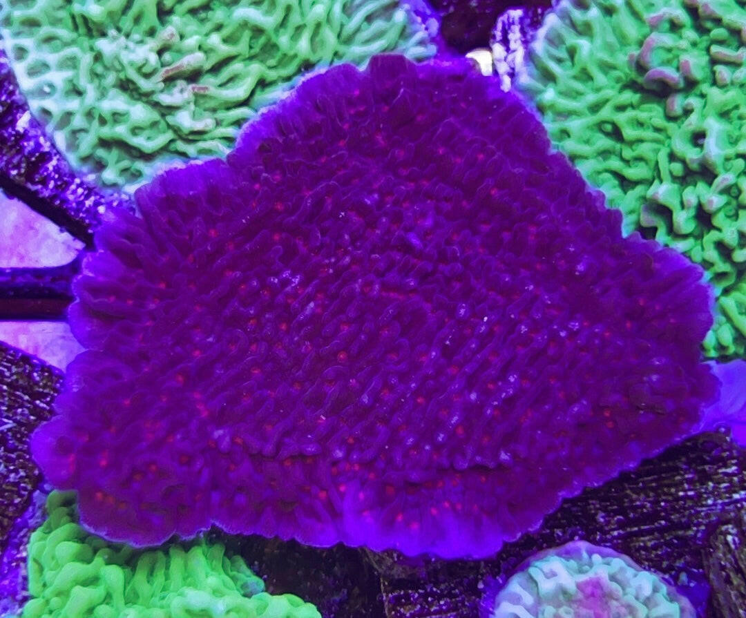Red Roses Monti Red Roses Monti - Small Frag