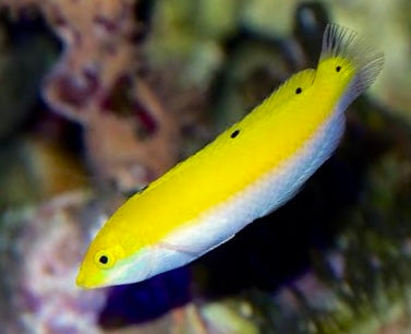 Yellow Wrasse