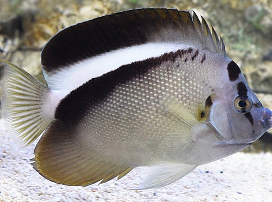 Griffis Anglefish