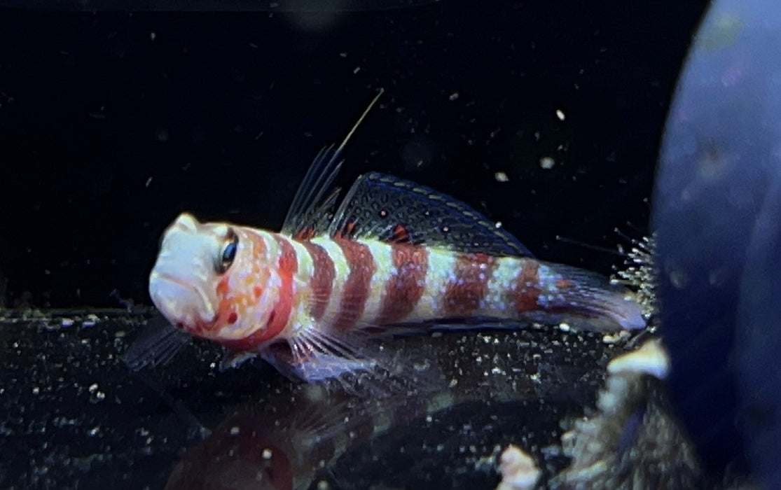 Banded Goby and Shrimp Combo