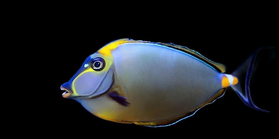 Naso (Lipstick)Tang