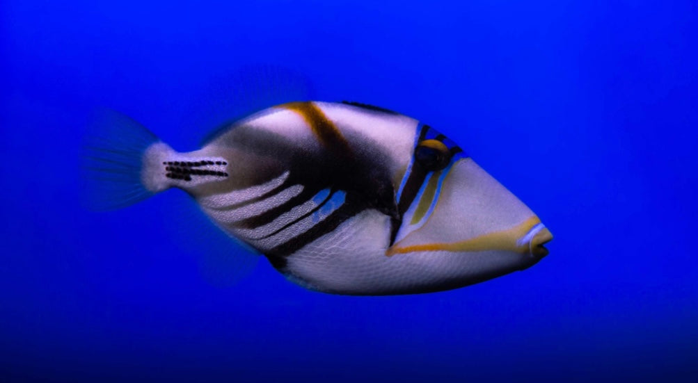 Lagoon Triggerfish