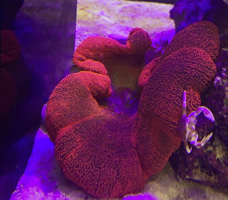 Ultra Pink/Red Haddon’s Carpet Anemone