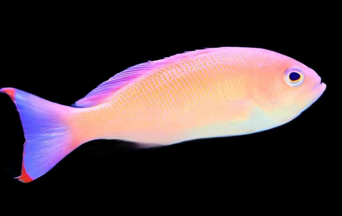 Pink Anthias