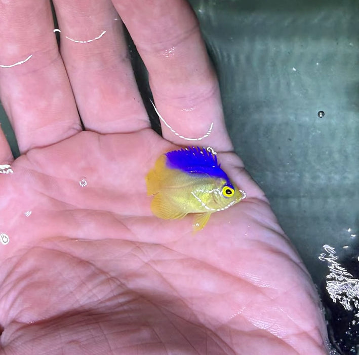 Baby Colini Angelfish