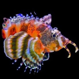 Fu-Man-Chu Lion Fish