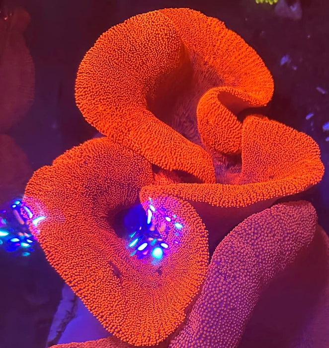 Ultra Pink/Red Haddon’s Carpet Anemone