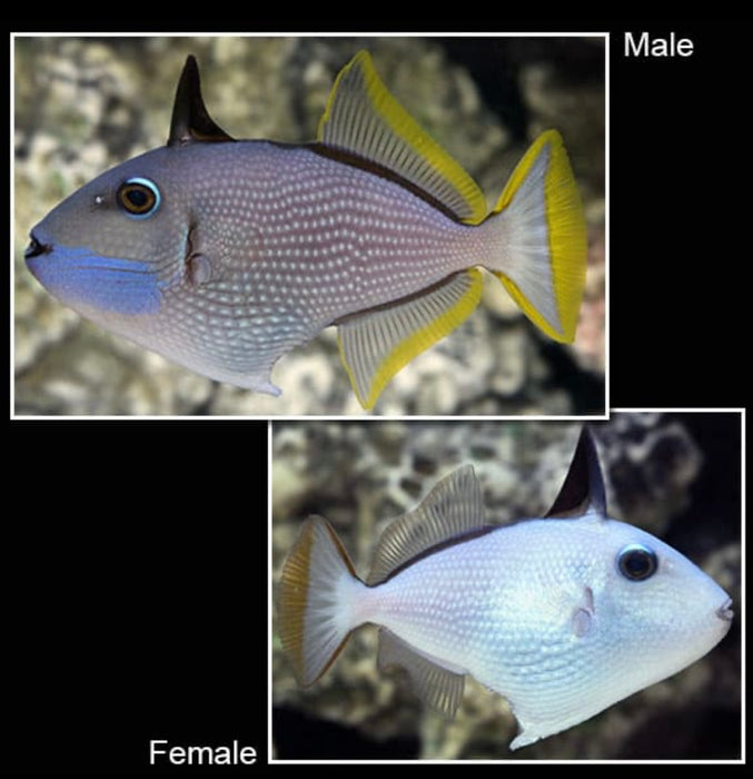 Blue Throat Triggerfish Pair