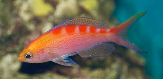 Flavo Anthias