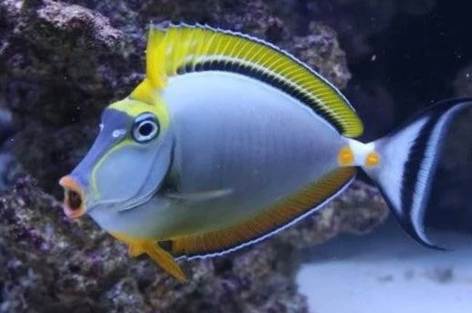 Blonde Naso Tang