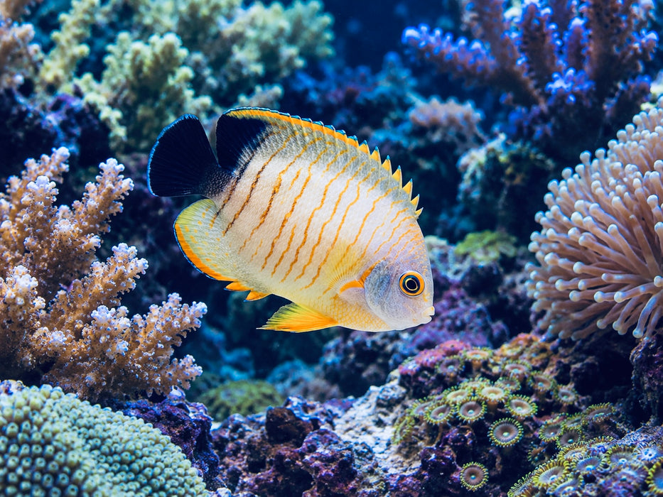 Eibli Angelfish
