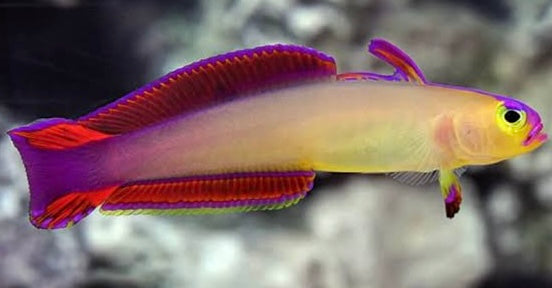 Exquisite Goby