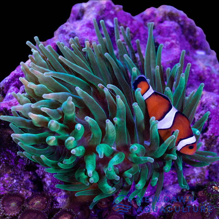 A-Grade Bubble Tip Anemone