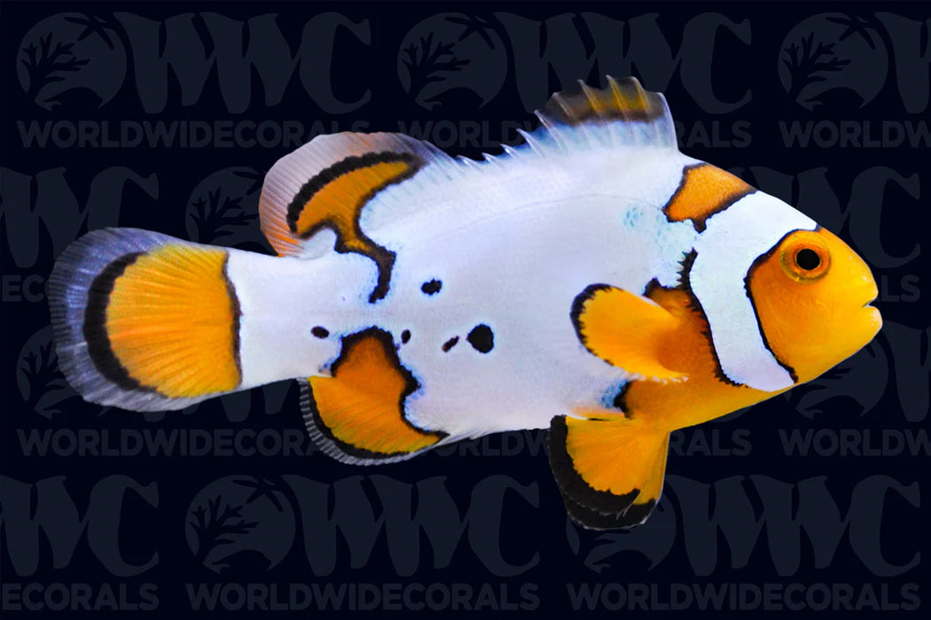 Snow Onyx Clownfish (A.Percula)