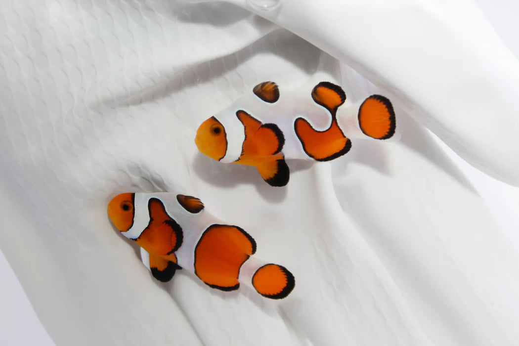 Davinci Clownfish