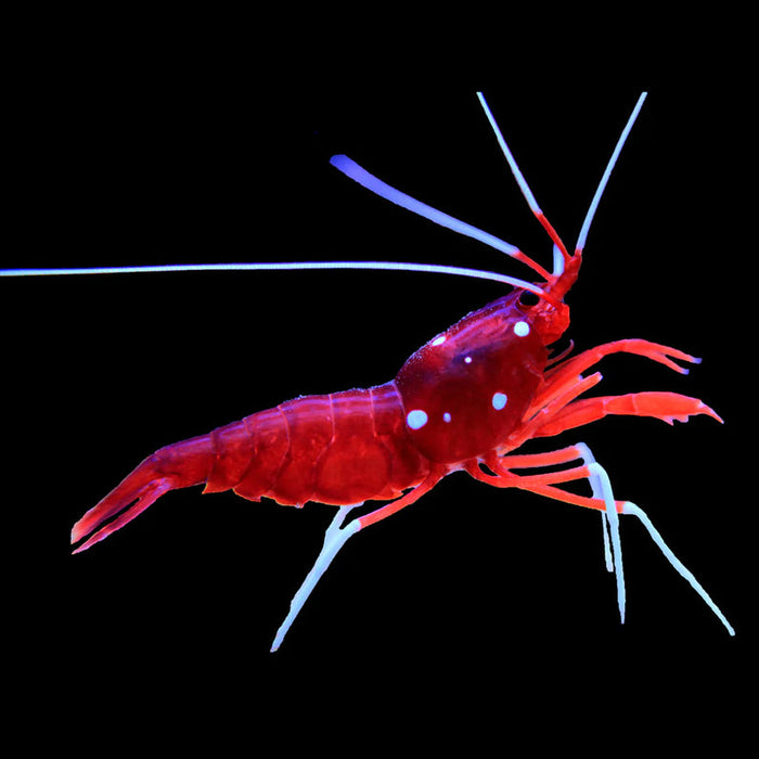 Blood Shrimp