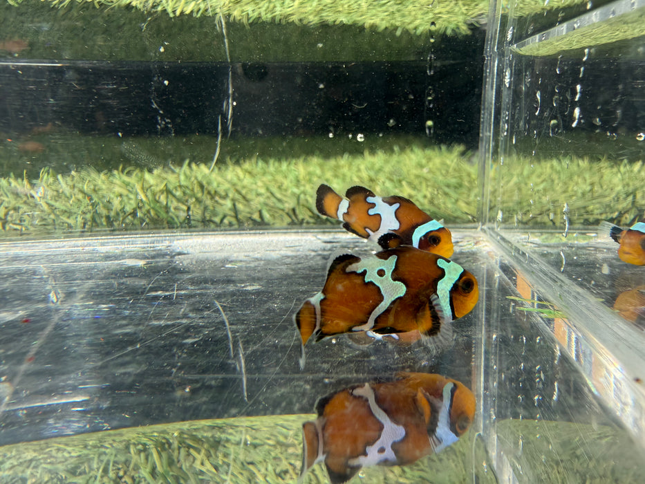Mocha Snowflake Clownfish single