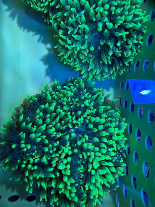 Candy Apple Bubble Tip Anemone