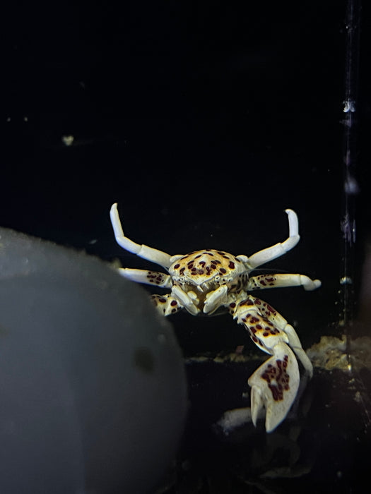 Spotted Porcelain Crab Pair