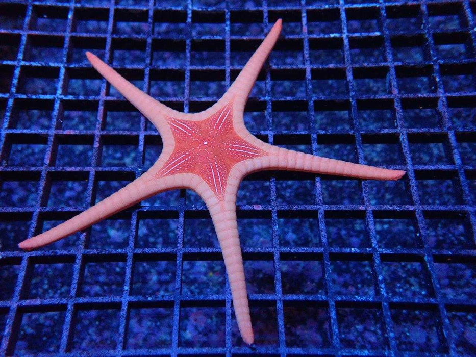 Icon StarFish