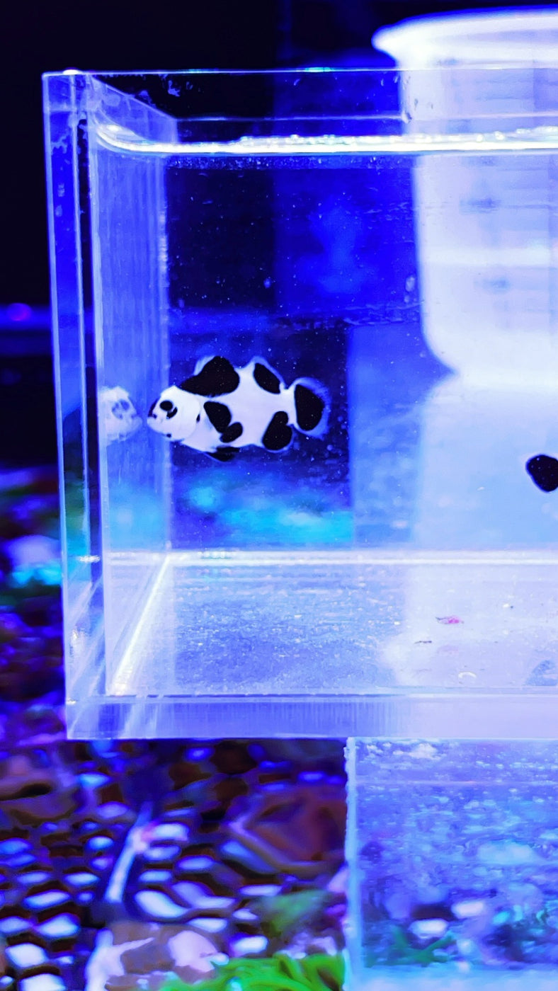 Black Storm Clown Fish