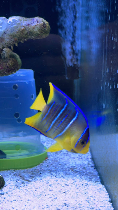 Baby Blue Angelfish