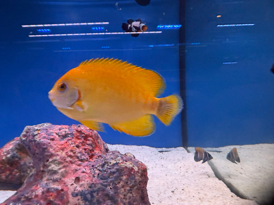 Tigerpyge Angelfish