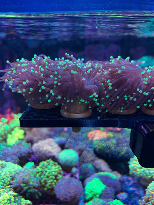 Green Tip Torch - Per Frag