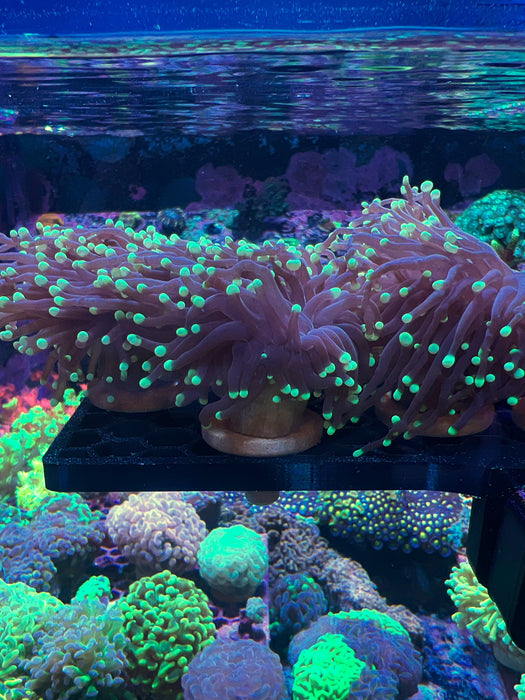 Green Tip Torch - Per Frag