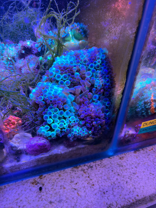 Unique bubble Tip Anemone