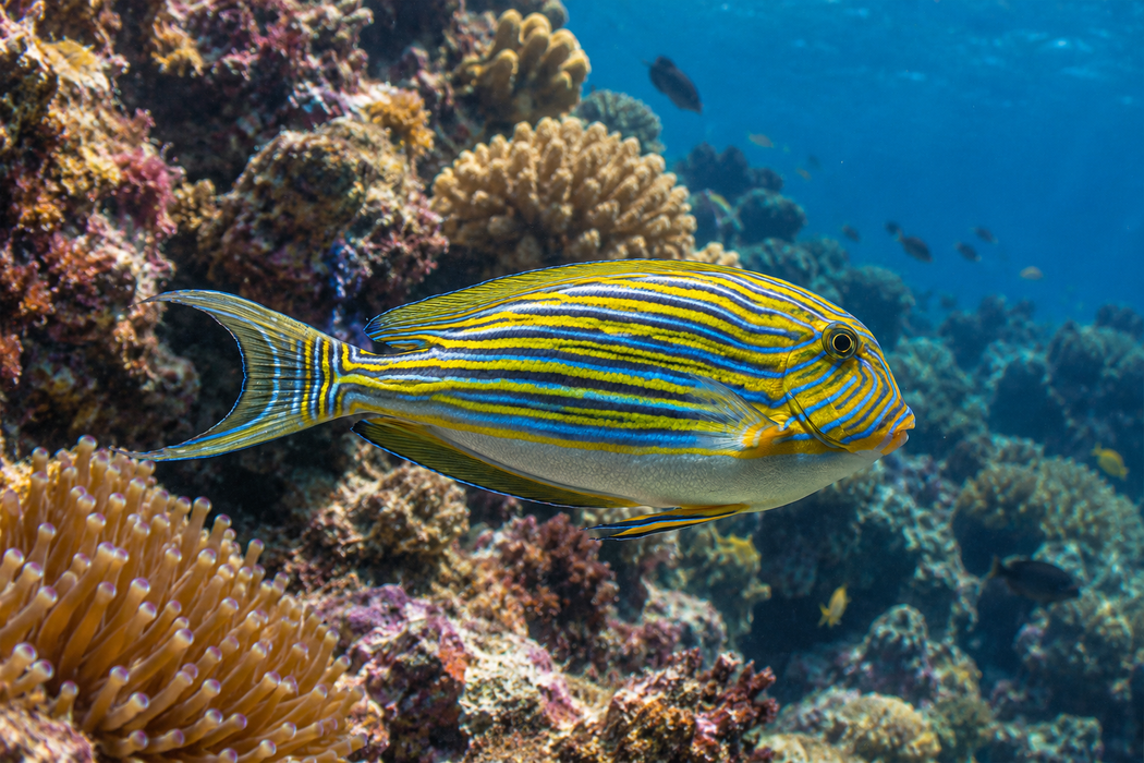 Clown Tang