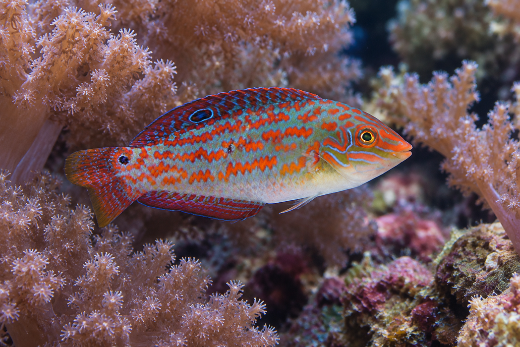 Timor Wrasse