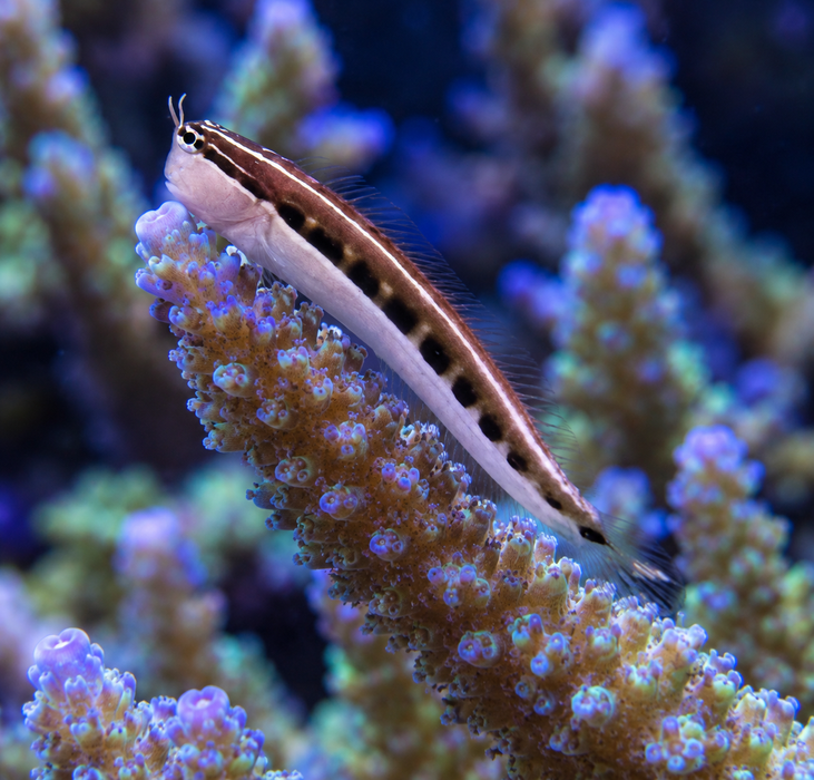 Lineatus Blenny