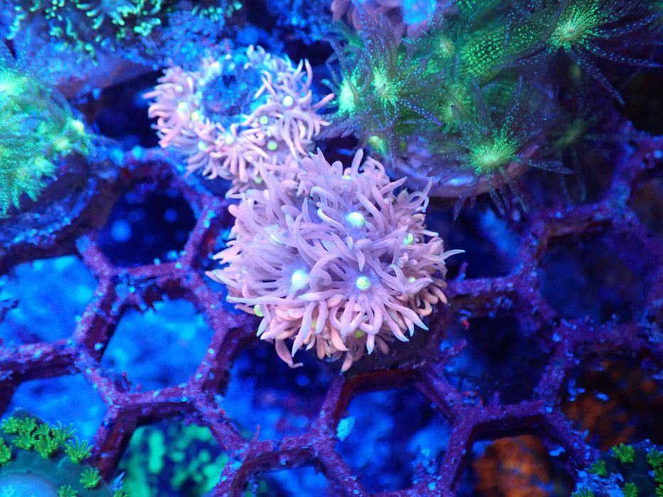 Goni Frag Pink