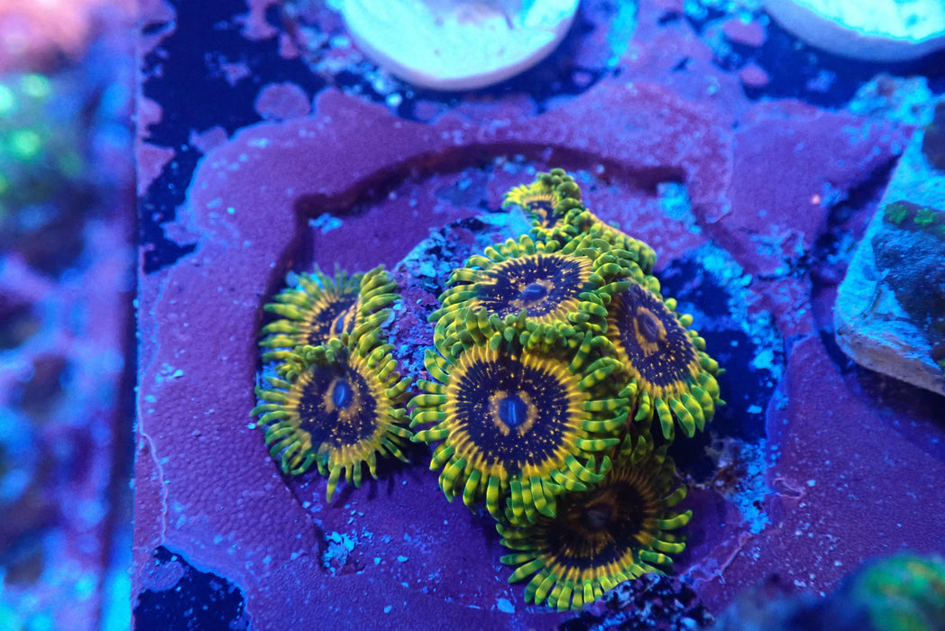 Adonis Colony