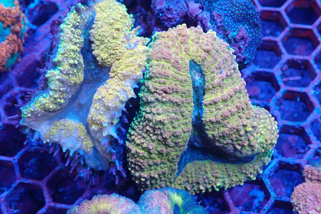 WYSIWYG Lobophyllia