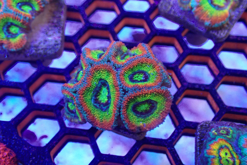 Holy Grail Acan Frag Large