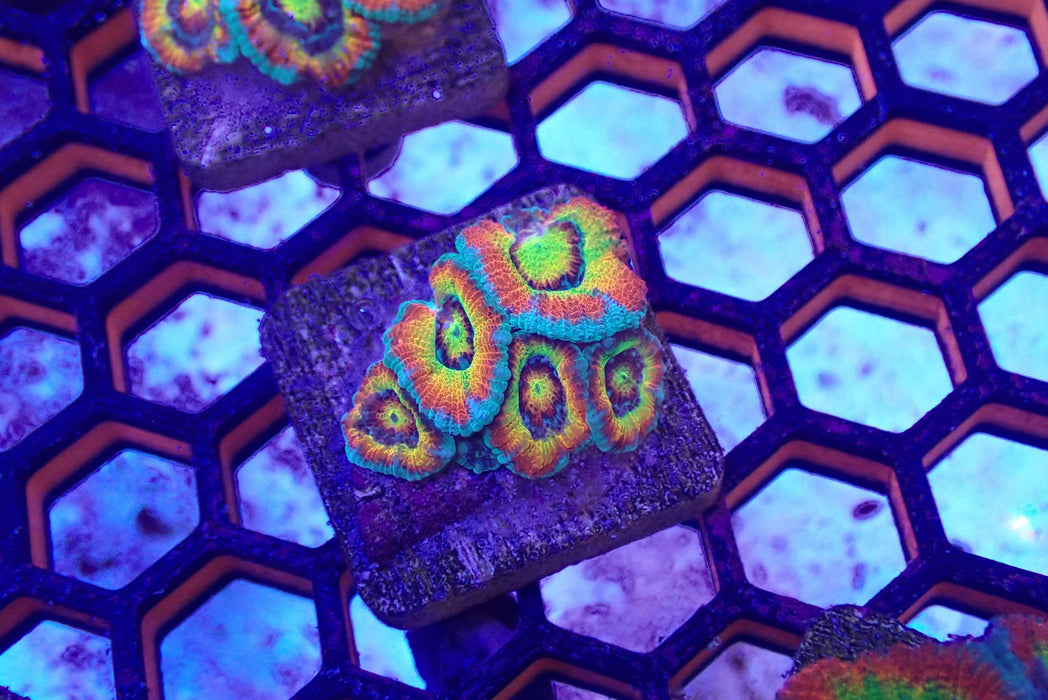 Holy Grail Acan Frag Medium