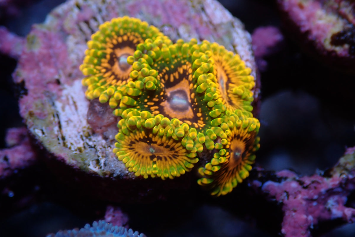 GMK Zoas