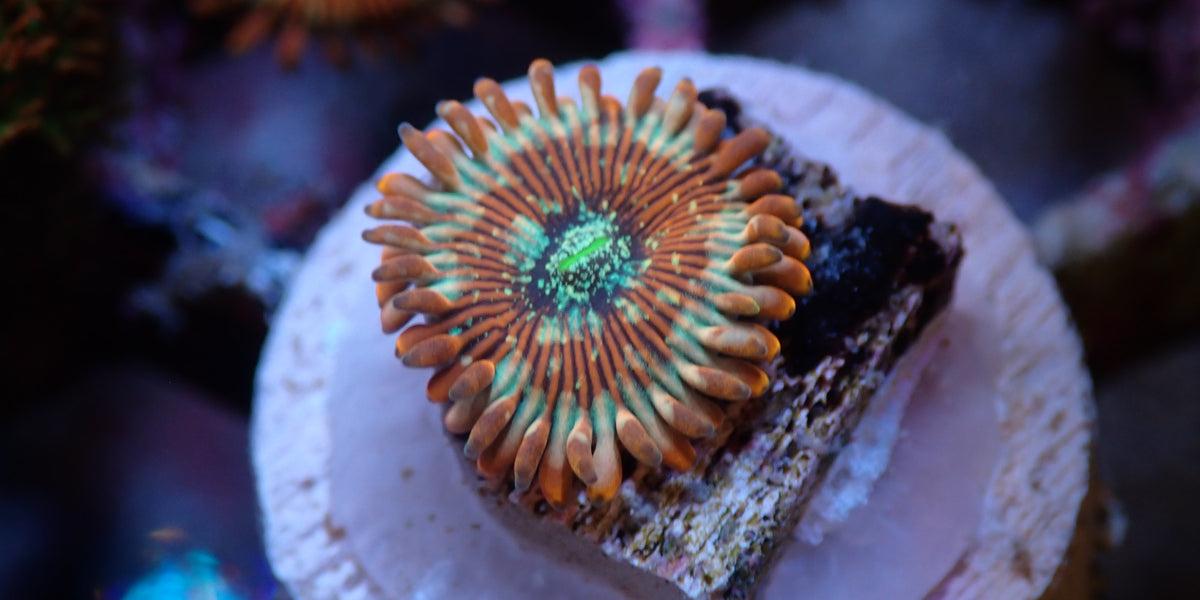 White Zombie Zoas