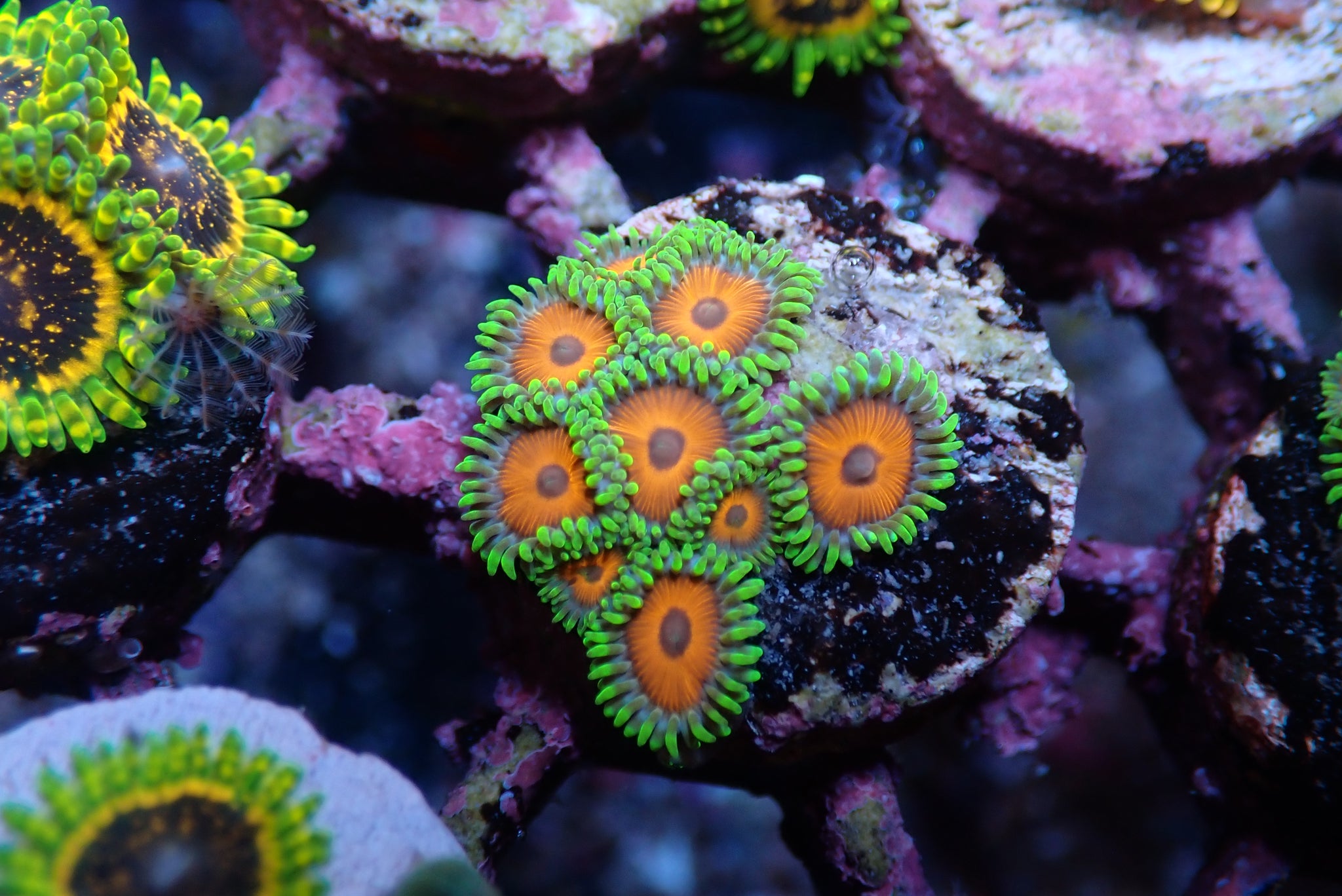 Find Beautiful Zoas for Your Tank | Shop Now