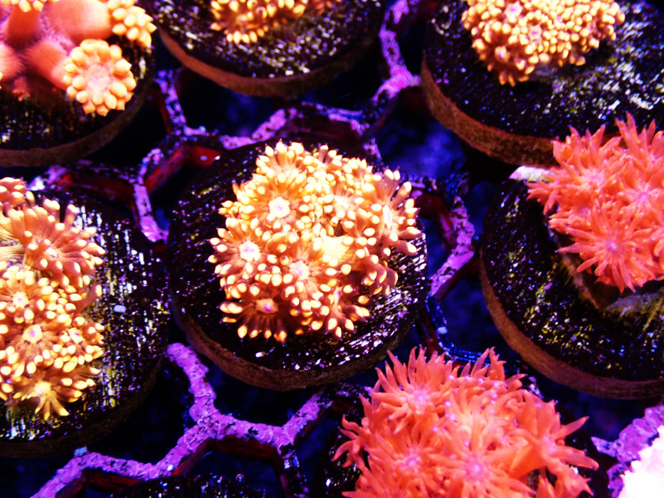 Green stemmed Orange Goni Frag