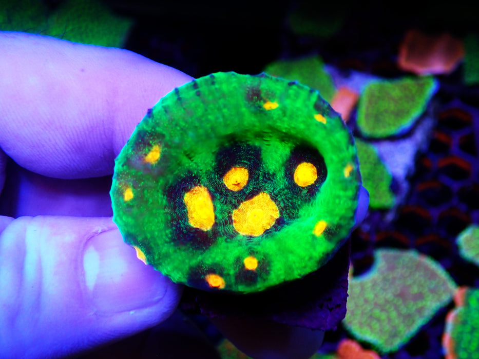 Raja Rampage Chalice