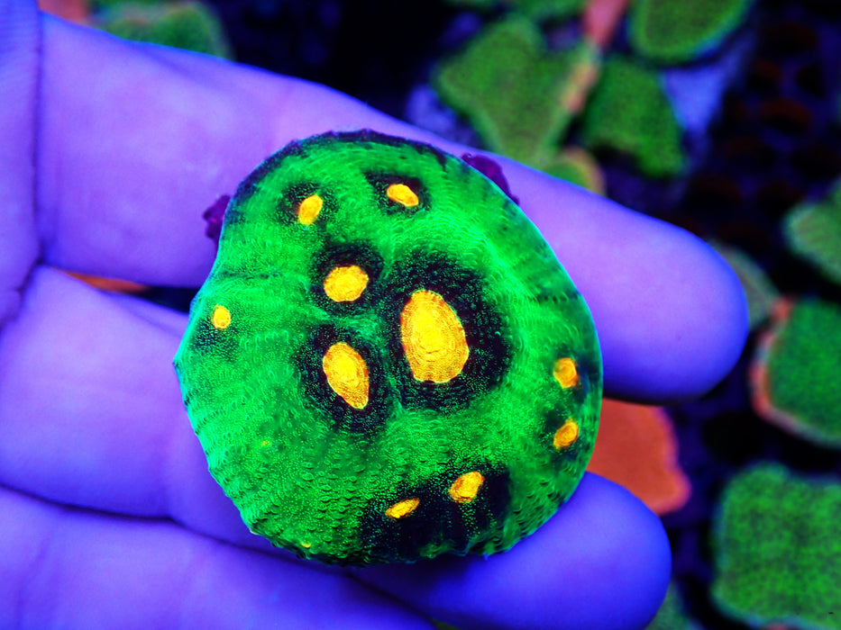 Raja Rampage Chalice