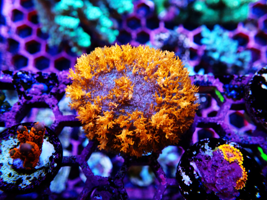 Fluffy Mushroom Rare